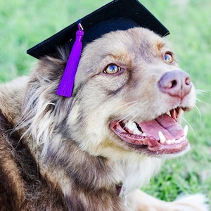 May include: A brown and white dog wearing a black graduation cap with a purple tassel. The dog is smiling and looking up.