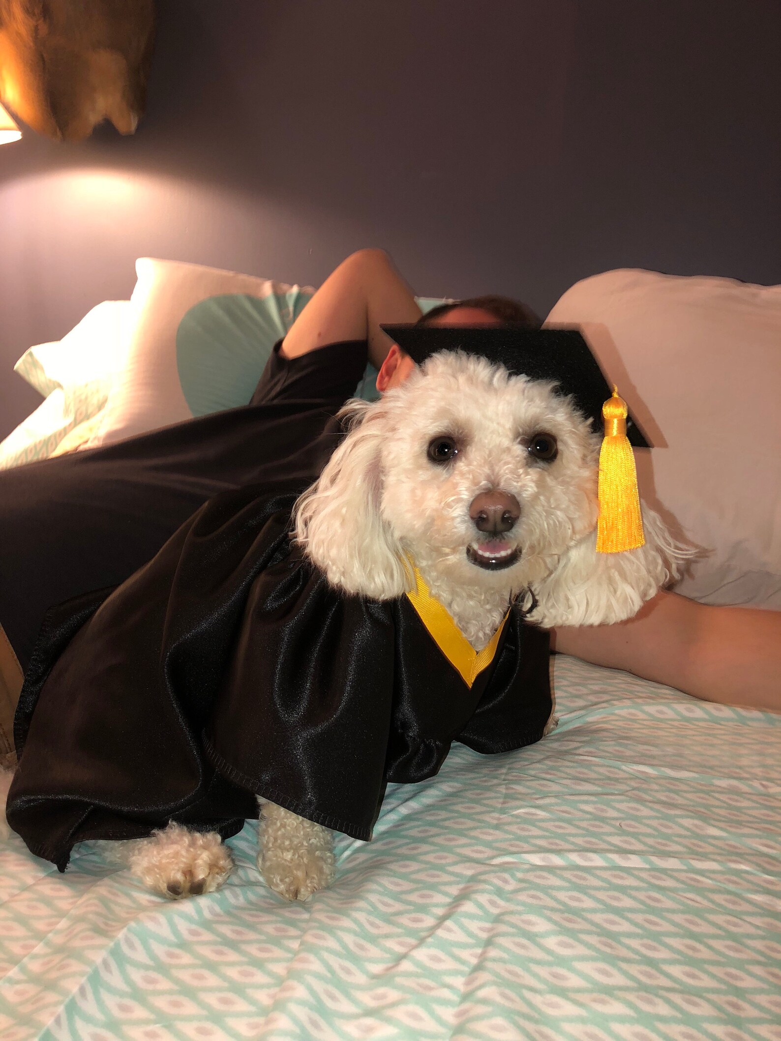 Dog Graduation Cap & Gown Therapy Dog Graduation Cap Etsy