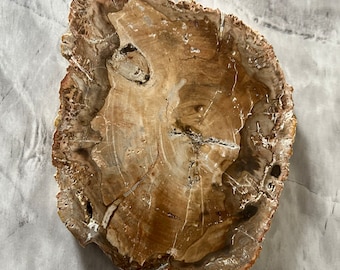 May include: A cross-section of petrified wood, showcasing concentric rings of varying shades of brown and tan. The natural wood grain is visible, with a rough, textured outer edge. The fossilized wood has a unique, organic shape.