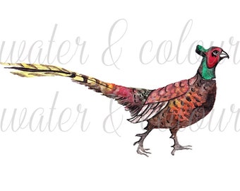 pheasant watercolour transparent background and notecard template