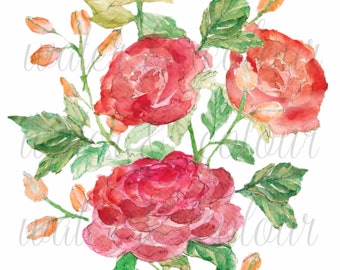 Watercolor Peonies bouquet in transparent background