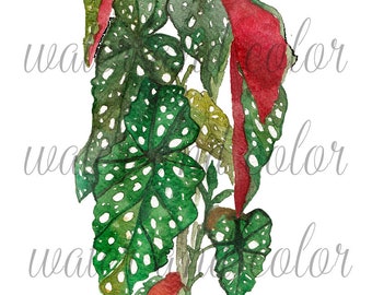 Begonia Maculata Plant watercolour in transparent background