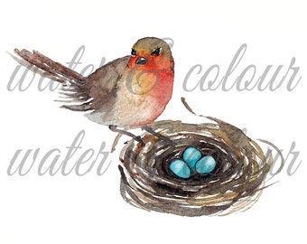 robin's nest in watercolour on transparent background and notecard template