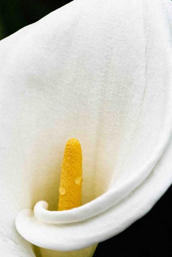Flor blanco amarillo cono giro curva naturaleza - Etsy México