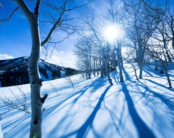 Winter Trees and Blue Shadows Photograph, Snow, Mountains, Sun, Cold, Deer Valley Ski Resort - Aspen Blue