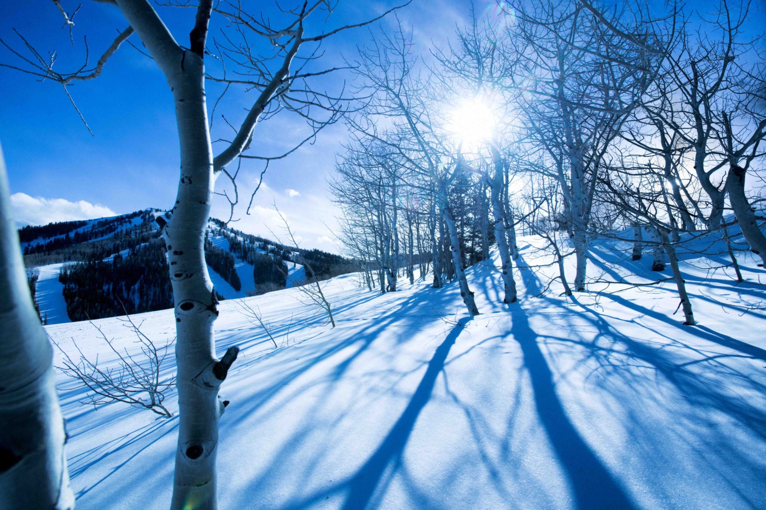Winter Trees and Blue Shadows Photograph, Snow, Mountains, Sun, Cold, Deer  Valley Ski Resort - Aspen Blue - Etsy, image size:1500x1000
