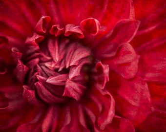 Red Flower Petals Closeup Photography, Crimson Botanical, Nursery Fine Art,  Nature Photography, Wall Art, Home Decor - A Flourish of Red