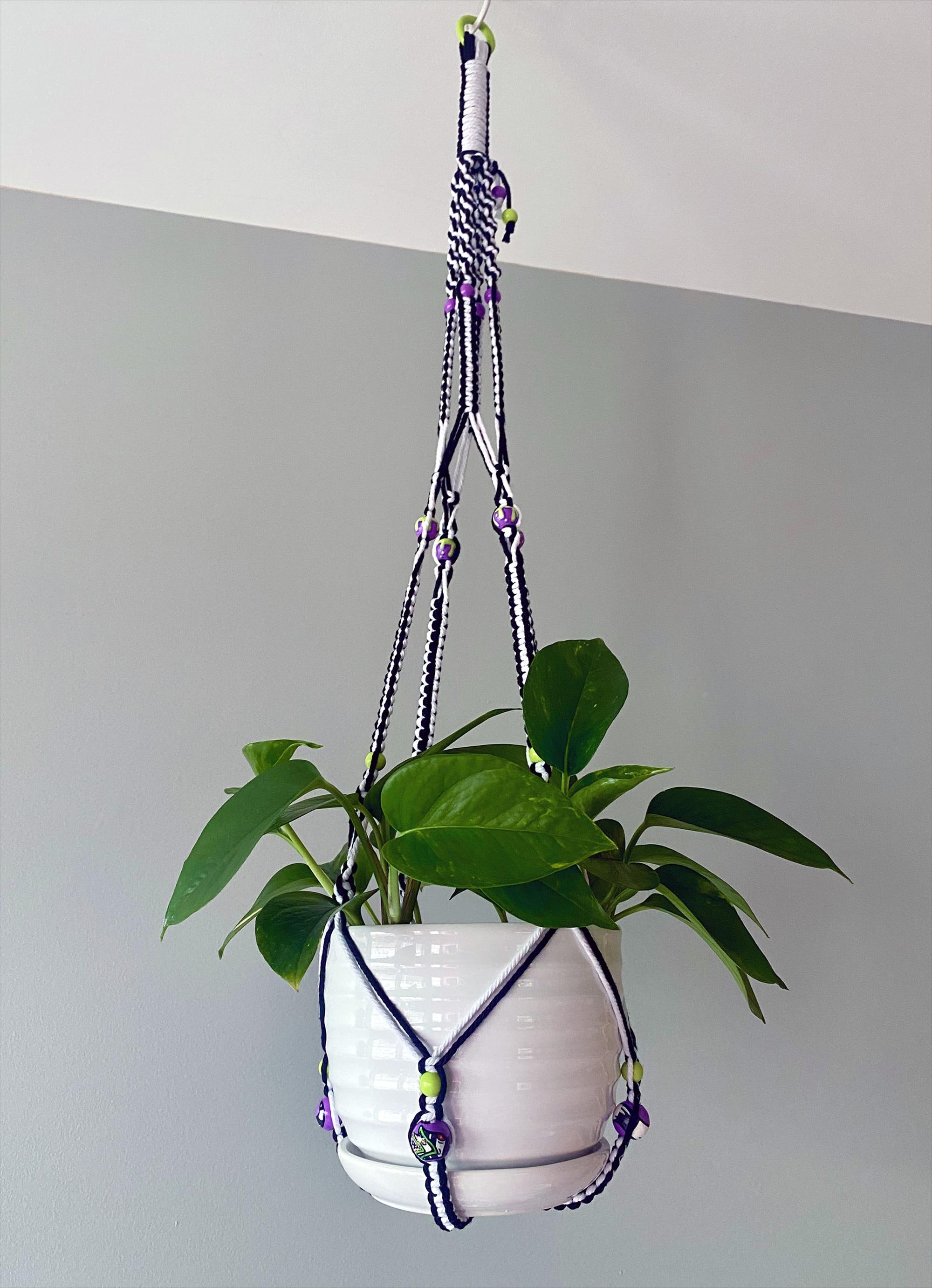 succulent vine plants Buy String of Banana Plant Online | Succulent