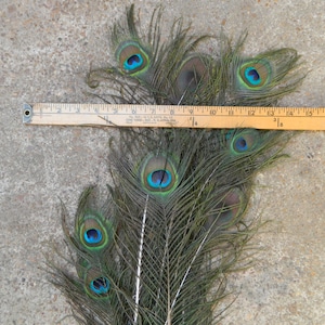 peacock and guinea feathers for decorations, craft ideas, wall hangings, accessorizing, or just a touch of beauty.