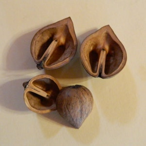 以下が含まれることがあります： 3つの茶色の乾燥した種子鞘。鞘は割れており、開いたデザインになっています。鞘は薄いベージュの表面の上にあります。