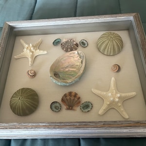 May include: A framed shadow box with a variety of seashells and starfish. The box has a light wood frame with a whitewash finish. The seashells are arranged in a pleasing pattern and include a large abalone shell, two sea urchins, a scallop shell, and several smaller shells. There are also two starfish, one large and one small.