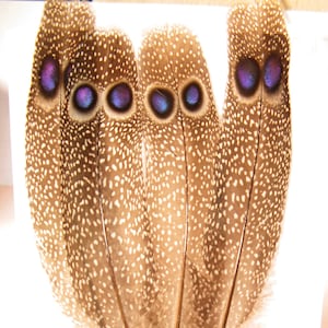 Puede incluir: Conjunto de cuatro plumas moteadas de marrón y blanco con manchas oculares azules iridiscentes. Las plumas miden aproximadamente 15 cm de largo. SET of 4 feathers - 6" OR 5"