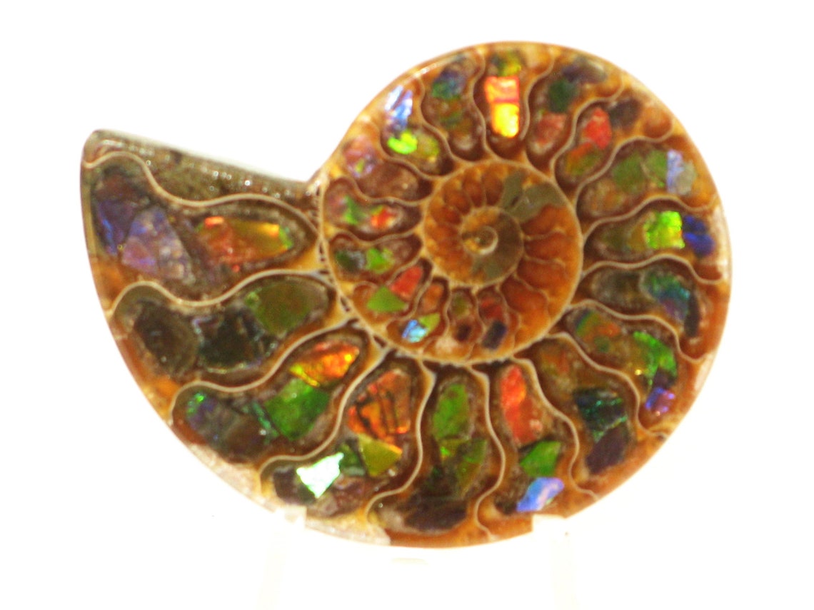 Ammonite Fossil Fossil Lover Gift Ancient Fossil Natural Etsy