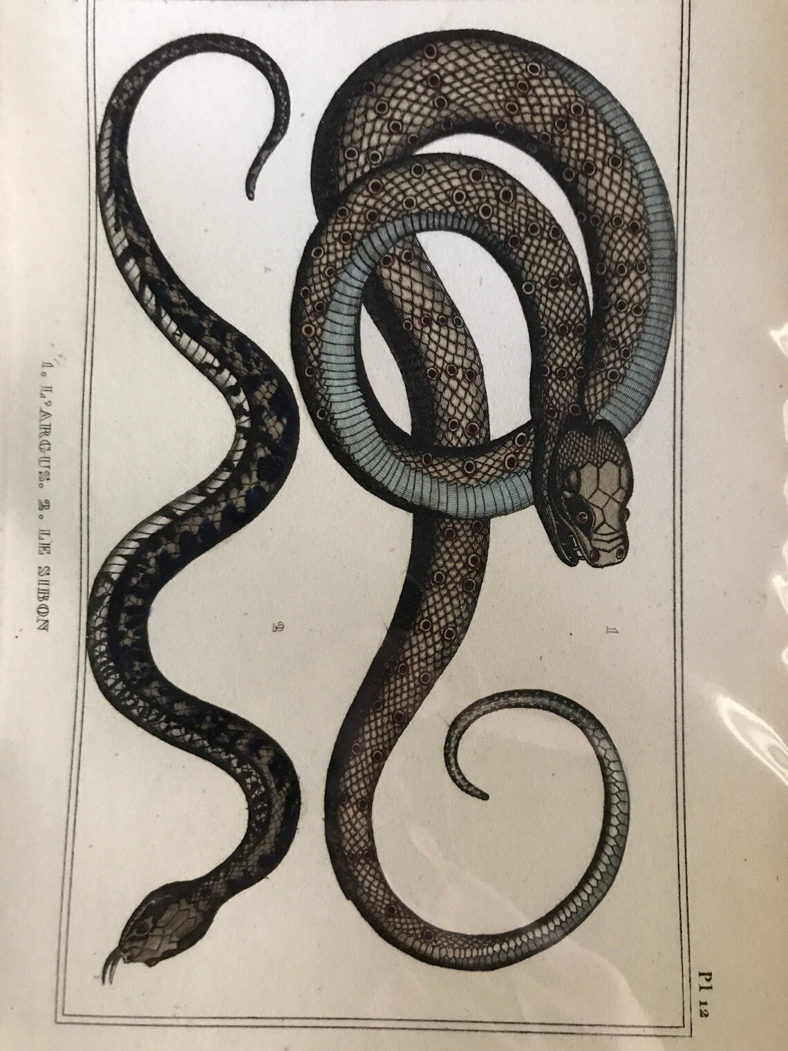Antique French Print French Snake Print Serpent Print Snake Etsy