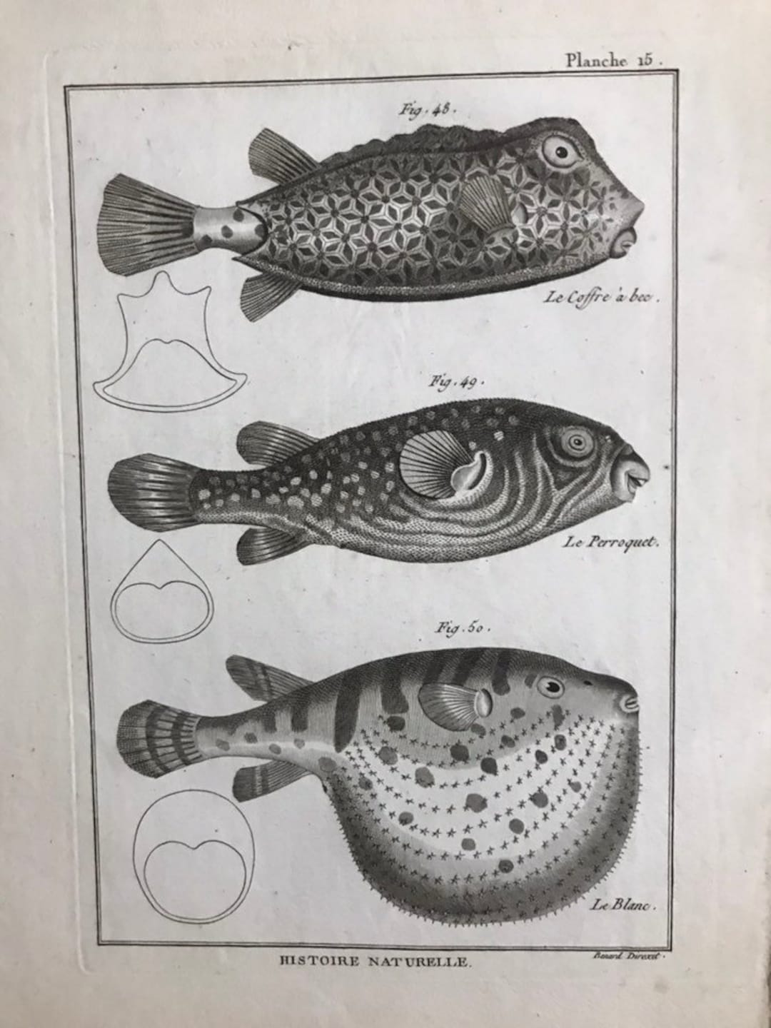 Antique French Fish Print Puffer Fish Sea Fish Print Engraving Histoire ...