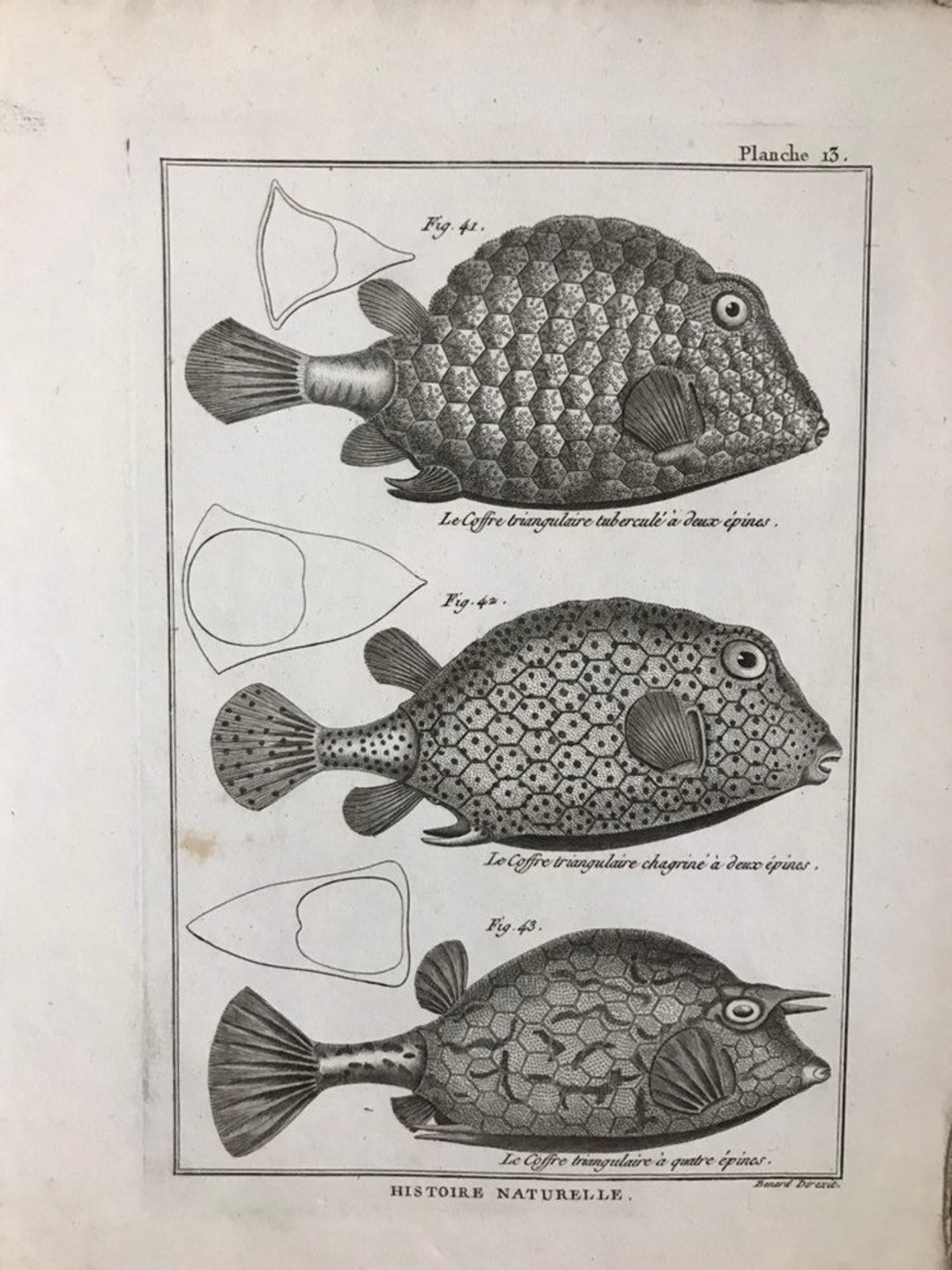 Antique French Fish Print Fish Sea Fish Print Engraving Histoire ...