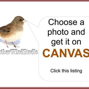 May include: A watercolor illustration of a small bird with brown and beige feathers, standing on a white background. Text reads "Choose a photo and get it on CANVAS" with the words "Click this listing" below.