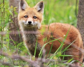 Fotografía de zorro / Impresión de cachorro de zorro rojo / Arte de pared de naturaleza / Arte de dormitorio de niños y niñas / Decoración de animales para habitación de bebés y niños / Impresión de lindo cachorro de zorro