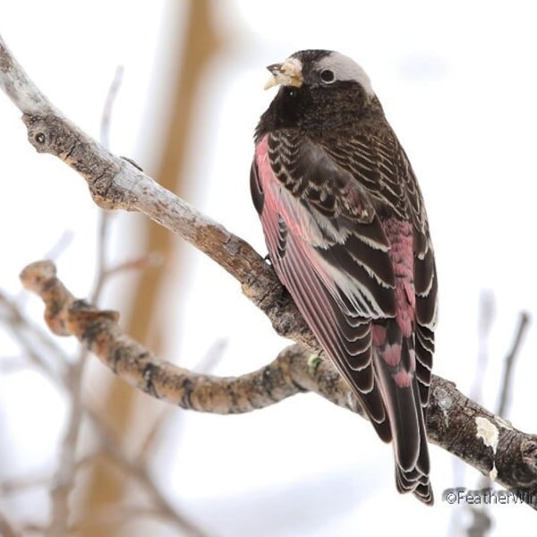 Black Rosy Finch Photo | Winter Bird Photography | Black and Pink Bird | Snow Bird Décor | Nature Wall Art | Cute Wildlife Home Office Print
