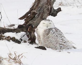 May include: A snowy owl with its eyes closed, sitting in the snow next to a fallen tree trunk. The owl is white with brown markings and has a yellow beak. The background is a snowy field.