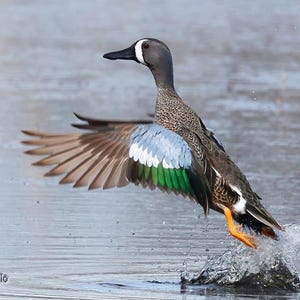 Blue Winged Teal Photo | Waterbird | Dabbling Duck | Nursery Kids Wall Art | Birder Gift | Birding | Duck Lover Print | Nature Home Decor