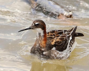 Red Necked Phalarope Photo | Shorebird Wall Art | River Home Office Décor | Spring Migration Photography | FeatherWindStudio | Birder Gift