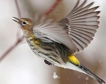 Yellow Rumped Warbler Photo | Bird Action Décor | Winter Photography | FeatherWindStudio | Flying Birds Wall Art | Warbler in Flight Print
