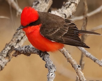 Vermilion Flycatcher Photo | Bird Photography | Desert Home Office Décor | Avian Wall Art | FeatherWindStudio | Quality Bird Nature Prints