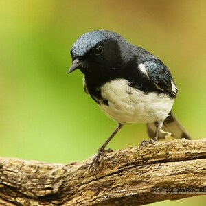 Könnte beinhalten: Ein schwarz-weißer Vogel mit blauem Kopf sitzt auf einem braunen Ast. Der Vogel hat eine weiße Brust und einen schwarzen Rücken.