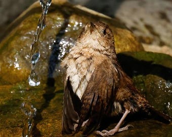 House Wren Photo Print | Wet Bird Decor | Wildbird Photo | Bathing Songbird Home Office Art | Nature Wall Hanging | Bird at Dripper