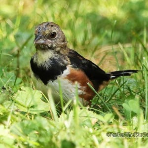 Eastern Towhee Print | Rufous Sided Towhee | Bird Art | Nature Photography | Black Rusty Sparrow | Songbird Photo Gift | FeatherWindStudio