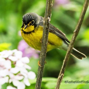 Kanada-Waldsänger Foto | Frühling Vogel Fotografie | Neotropischer Zugvogel | Vogelbeobachter Geschenk | FederWindStudio | Vogel unter Blumen Druck