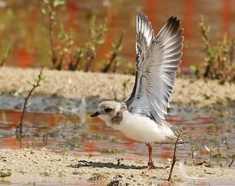 Piping Plover Photo | Shorebird Photography | Nature Summer Décor | Bird Watcher Gift | Beach Wall Art | FeatherWindStudio | Ohio Bird Print