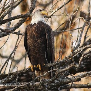 Könnte beinhalten: Ein Weißkopfseeadler sitzt auf einem Ast eines kahlen Baumes. Der Adler hat weiße Federn am Kopf und Hals und braune Federn am Körper. Der Adler schaut nach rechts.