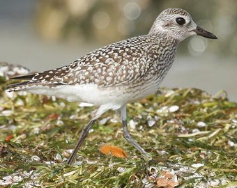 Black Bellied Plover Photo | Shorebird Photography | Home Office Wall Hanging | Birder Gift | FeatherWindStudio | Beach Art Print | Nature