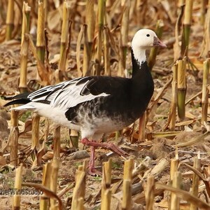 May include: A white and black goose stands in a field of dried corn stalks. The goose has a white head and neck, a black body, and pink legs.