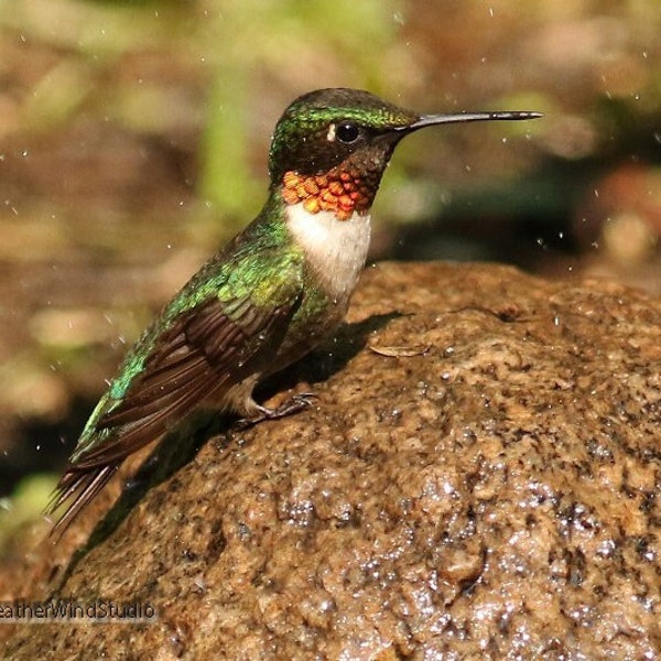 Ruby Throated Hummingbird Photo | Bathing Bird Photography | Male Hummer | Outdoor Nature Art | FeatherWindStudio | Humming Bird Art Print