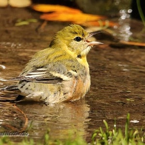 Könnte beinhalten: Ein kleiner gelber Vogel mit schwarzen und weißen Streifen an den Flügeln sitzt auf einem Stein in einem flachen Wasserbecken. Der Vogel schaut nach rechts und hat den Schnabel geöffnet, als würde er singen.