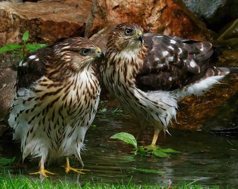 Coopers Hawk Photo | Raptor Photography | Sibling Hawks Art Print | Nature Wall Hanging | Fledgling Birds Wall Décor | Posing Birds of Prey
