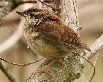 Carolina Wren Fledgling Photo | Children's Wall Art | Home Office Studio Nursery Art | Bird Lover Gift | Nature Wall Décor | Cute Wren Print