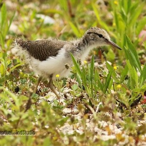 Spotted Sandpiper Baby Photo | Shorebird Photography | Summer Bird Wall Art | Plover | Fledgling Bird | FeatherWindStudio | Sandpiper Print
