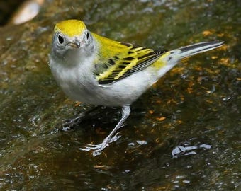 Chestnut Sided Warbler Photo | Bird Photography | Songbird Wall Art | Fall Warbler Wall Art | Bird Décor | Animal Home Office Décor | Nature