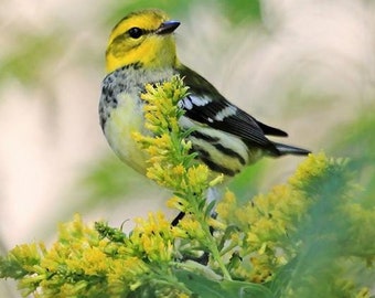 Black Throated Green Warbler Image | Bird Photography | Goldenrod Art | Bird Lover Photo Gift | Yellow Green Nature Pic | Fall Warbler Print