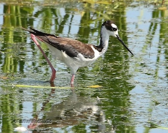 Black Necked Stilt Photo | Shorebird Photograph | Ohio Bird | Wall Décor | Plover Peep Sandpiper | Nursery Child Wall Hanging | Bird Print