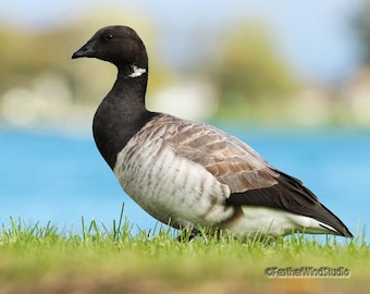 Brant Goose Photo | Bird Photography | Nature Decor | Waterfowl Themed Wall Art | FeatherWindStudio | Birding | Arctic Migratory Bird Print