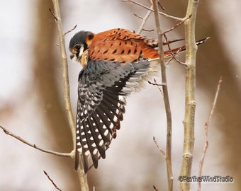 American Kestrel Print | Falcon Art Print | Bird Lover Photo Gift | Bird of Prey | Kids Childs Room Art | Nursery Décor | FeatherWindStudio