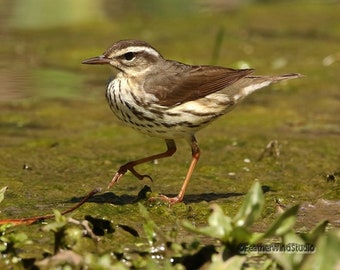 Louisiana Waterthrush Print | Bird Photo | Warbler Wall Art | Outdoor Nature Photo | Birder Gift | River Theme Décor | FeatherWindStudio