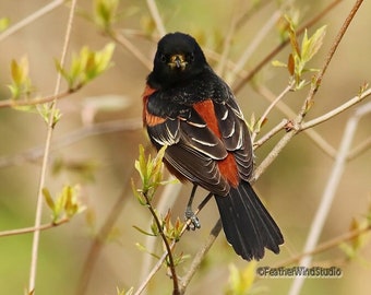 Orchard Oriole Print | Black Bird Photo Art | Spring Songbird Wall Art | Birder Gift | Avian Home Office Decor | Nature | FeatherWindStudio