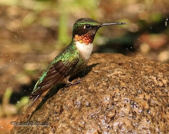Ruby Throated Hummingbird Photo | Bathing Bird Photography | Male Hummer | Outdoor Nature Art | FeatherWindStudio | Humming Bird Art Print