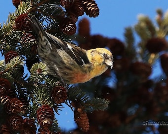 White Winged Crossbill Photo | Bird Photography | Winter Songbird Décor | Birder Art Gift | Birding | Northern Finch Print | Spruce Cone Art